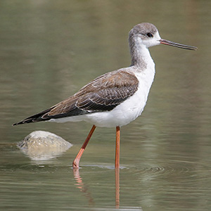 Black-winged Stilt